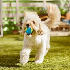 Frisco Fetch Squeaky Tennis Ball With Rubber Sleeve Dog Toy -Frisco 152844 PT6. AC SS1800 V1691776576