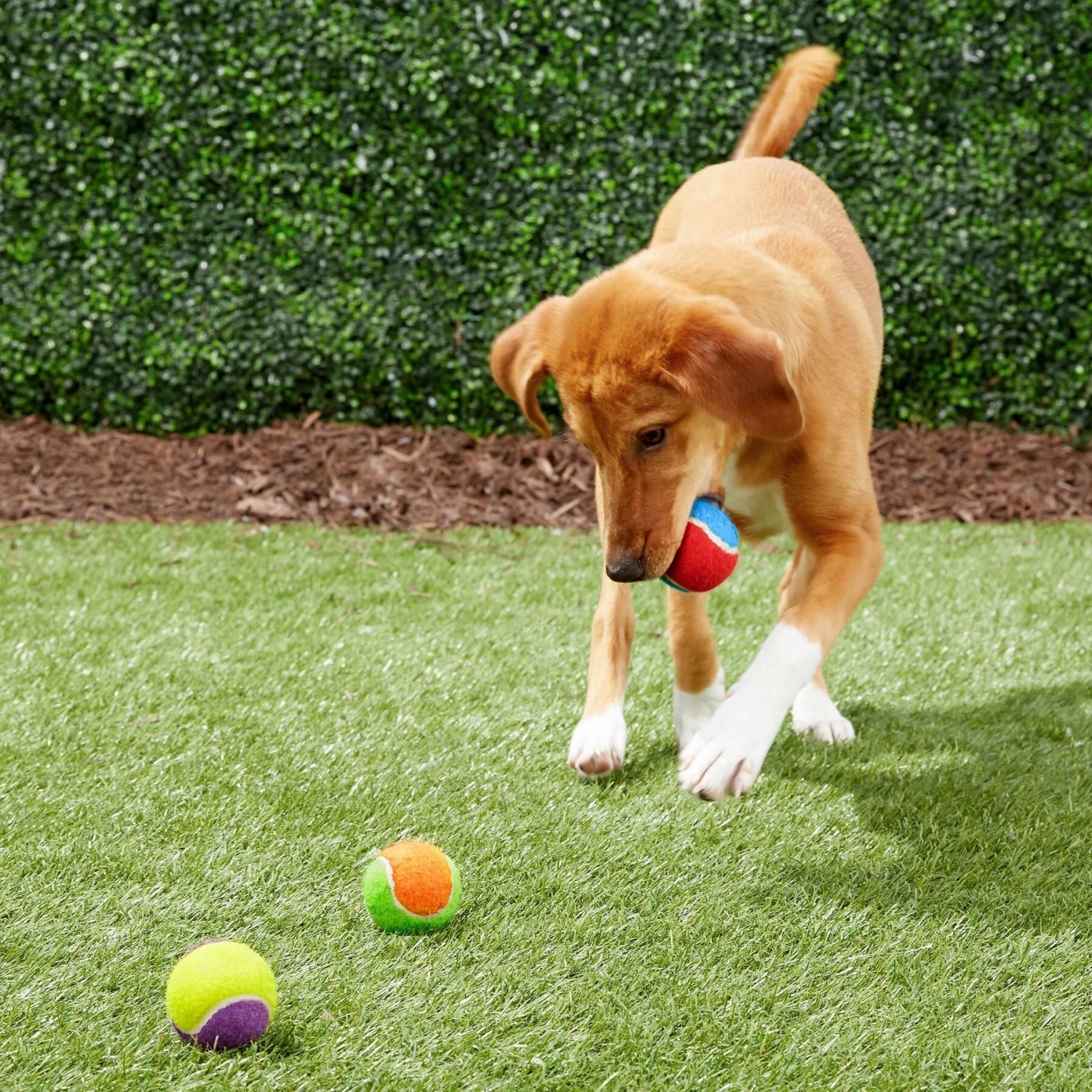Frisco Fetch Squeaking Colorful Tennis Ball Dog Toy 8 Frisco Fetch Squeaking Colorful Tennis Ball Dog Toy - Image 6