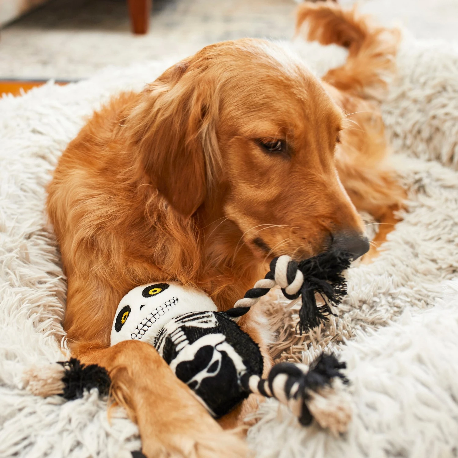 Frisco Halloween Skeleton Plush With Rope Squeaky Dog Toy 5 Frisco Halloween Skeleton Plush With Rope Squeaky Dog Toy - Image 3