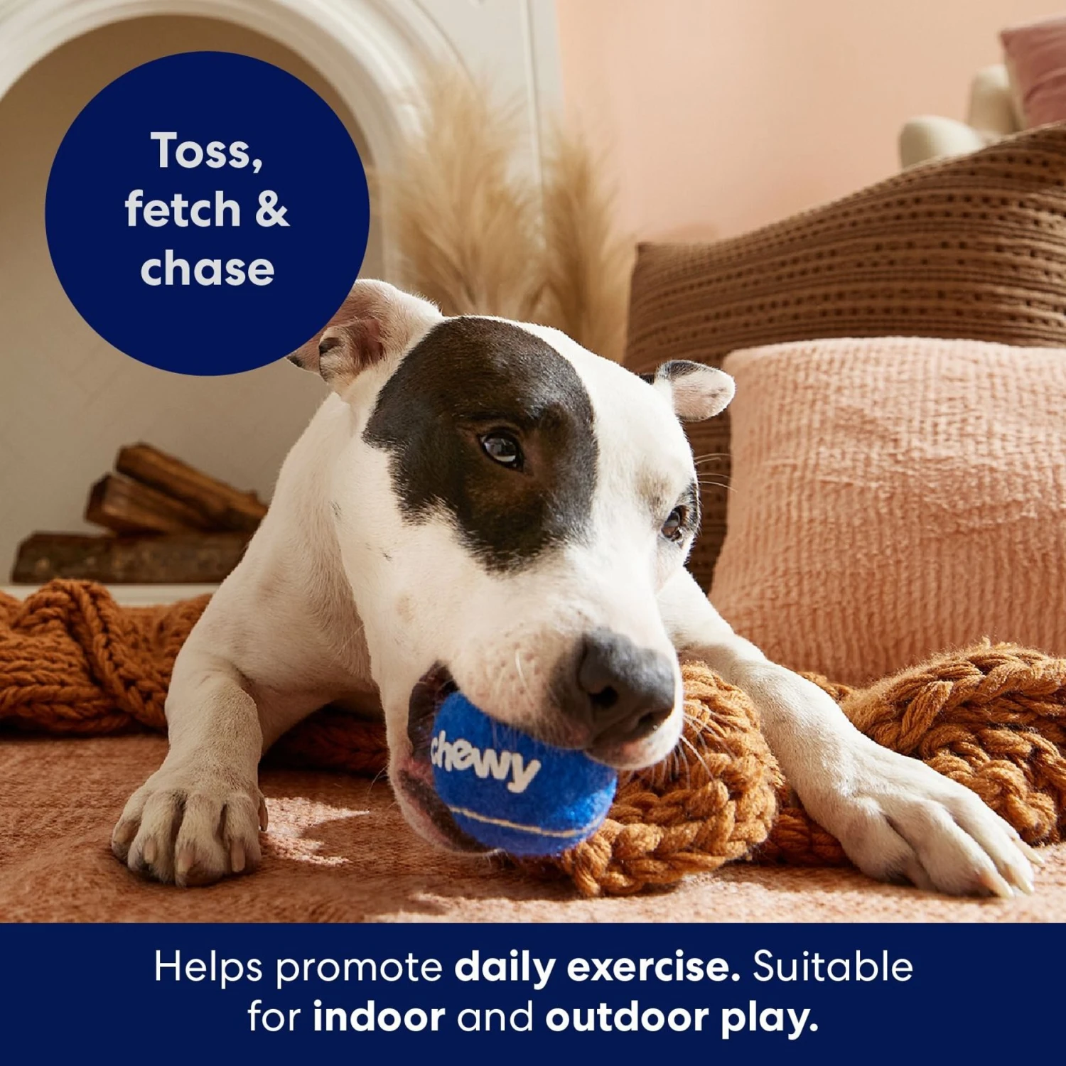 Frisco Chewy Fetch Squeaky Tennis Ball Dog Toy 6 Frisco Chewy Fetch Squeaky Tennis Ball Dog Toy - Image 4