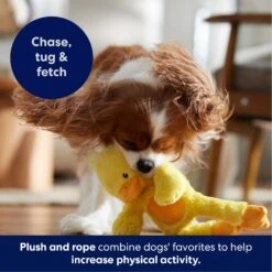 Frisco Duck Plush With Inside Rope Squeaky Dog Toy 12 Frisco Duck Plush With Inside Rope Squeaky Dog Toy -Frisco 174723 PT4. AC SS1800 V1695671059