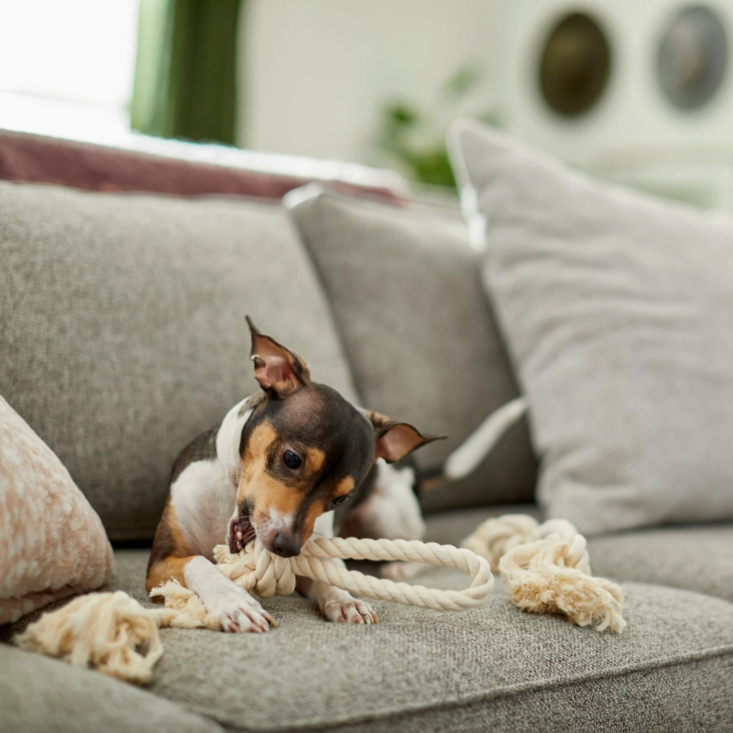 Frisco Double Knot Cotton Rope Fetch Dog Toy 5 Frisco Double Knot Cotton Rope Fetch Dog Toy - Image 3