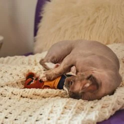 Frisco Halloween Good Bear, Bad Bear Reversible Plush Cat Toy With Catnip 10 Frisco Halloween Good Bear, Bad Bear Reversible Plush Cat Toy With Catnip -Frisco 270299 PT3. AC SS1800 V1624817131