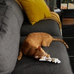 Frisco Halloween Good Witch, Bad Witch Reversible Plush Cat Toy With Catnip 10 Frisco Halloween Good Witch, Bad Witch Reversible Plush Cat Toy With Catnip -Frisco 270301 PT3. AC SS1800 V1624824841