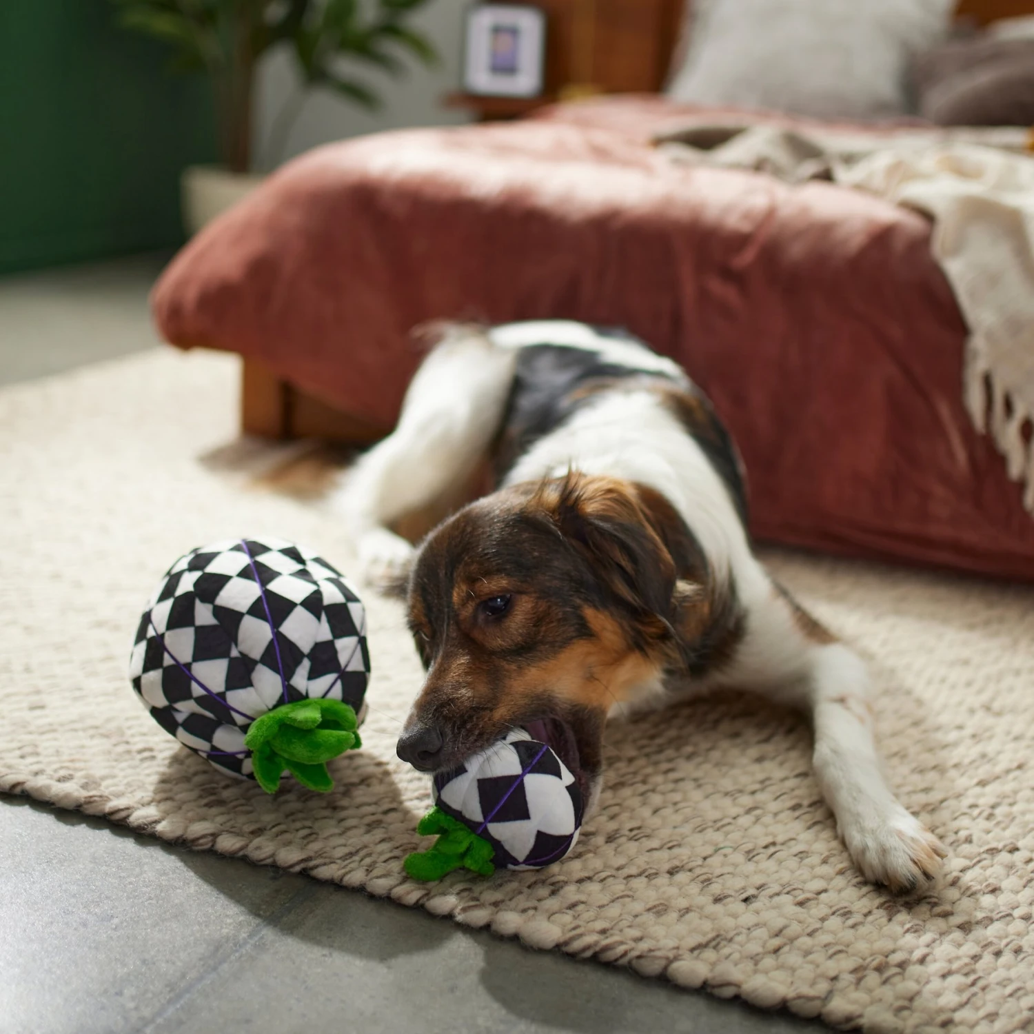 Frisco Halloween Fancy Pumpkin 2-in-1 Plush Squeaky Dog Toy 6 Frisco Halloween Fancy Pumpkin 2-in-1 Plush Squeaky Dog Toy - Image 4