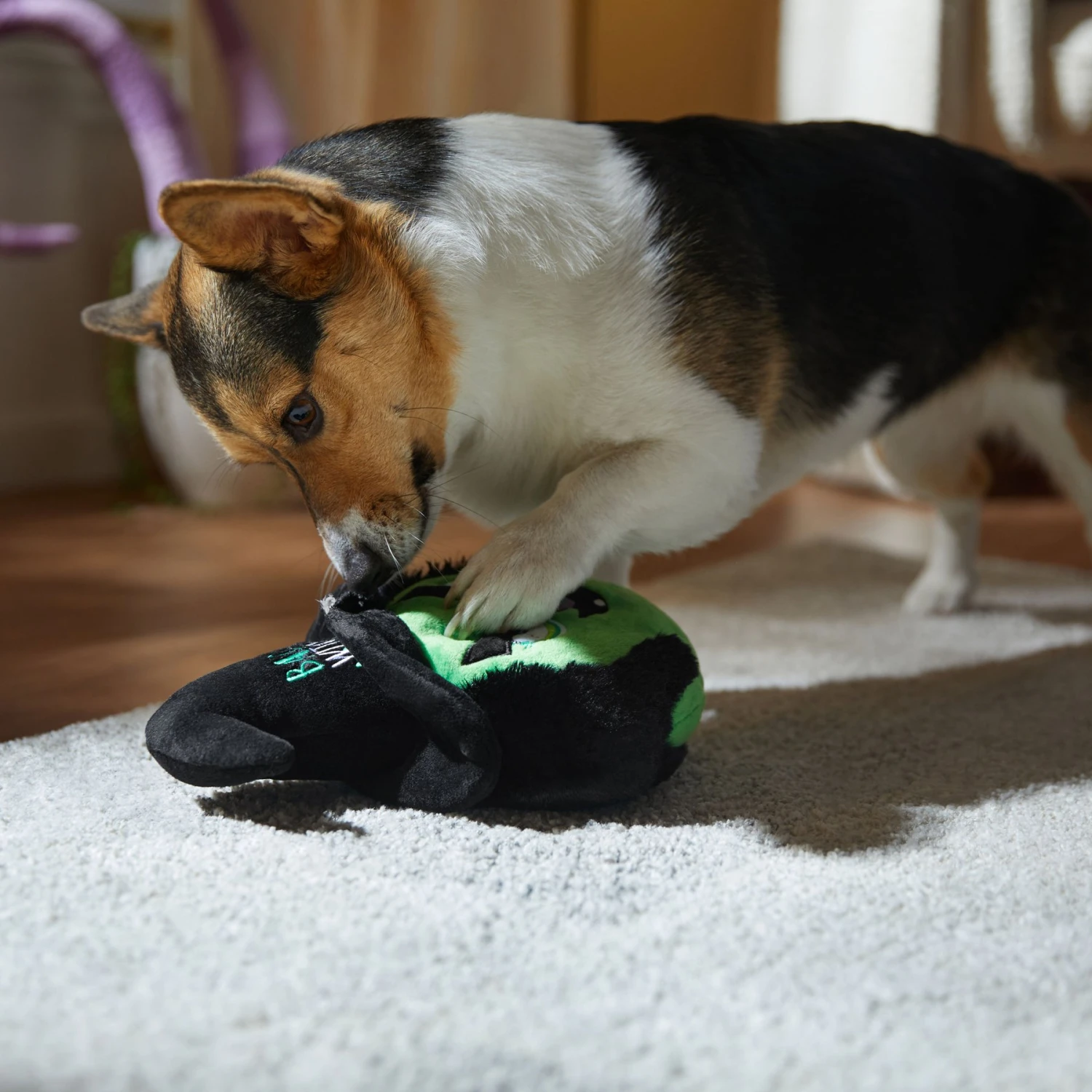 Frisco Halloween Bad Witch Round Plush Squeaky Dog Toy 5 Frisco Halloween Bad Witch Round Plush Squeaky Dog Toy - Image 3