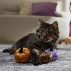 Frisco Halloween Bougie Pumpkins Plush Cat Toy With Catnip 8 Frisco Halloween Bougie Pumpkins Plush Cat Toy With Catnip -Frisco 344014 PT3. AC SS1800 V1657657029
