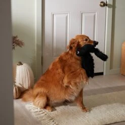 Frisco Halloween Crow Plush Squeaky Dog Toy -Frisco 344156 PT3. AC SS1800 V1657657048