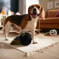 Frisco Halloween Succulents Plush Squeaky Dog Toy 9 Frisco Halloween Succulents Plush Squeaky Dog Toy -Frisco 344164 PT3. AC SS1800 V1657657049