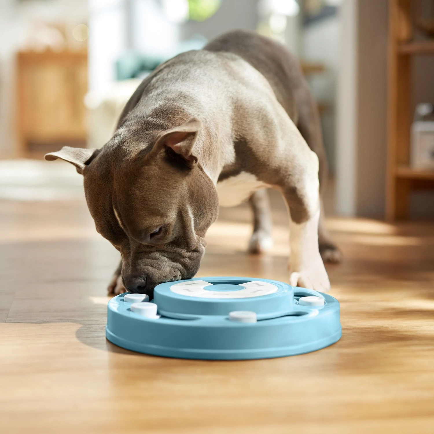 Frisco Two Tier Interactive Puzzle Dog Toy, Easy 8 Frisco Two Tier Interactive Puzzle Dog Toy, Easy - Image 6