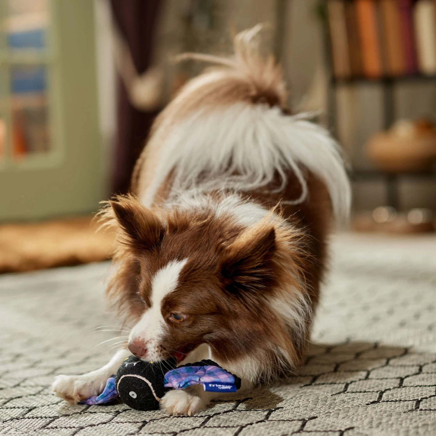 Frisco Halloween Bat Fetch Squeaky Tennis Ball Dog Toy 6 Frisco Halloween Bat Fetch Squeaky Tennis Ball Dog Toy - Image 4