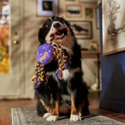 Frisco Halloween Magical Spider Plush With Rope Squeaky Dog Toy 10 Frisco Halloween Magical Spider Plush With Rope Squeaky Dog Toy -Frisco 668310 PT3. AC SS1800 V1690571954